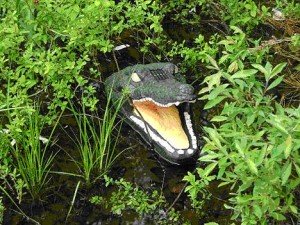 Gator